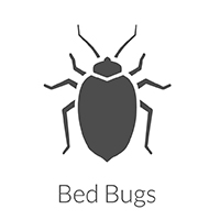bed bug extermination