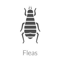 flea extermination